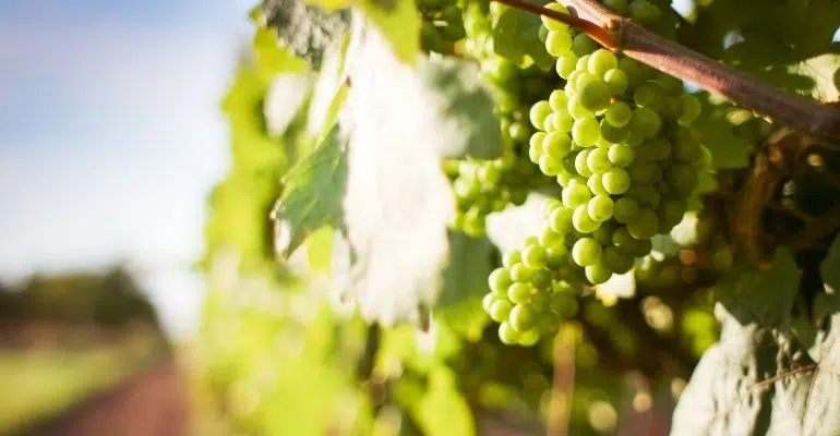 Les vins et spiritueux, un secteur bien plus innovant qu'on ne le croit
